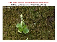 AtlasFlora 3 103-1 Umbilicus gaditanus