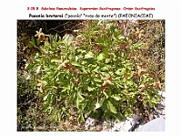 AtlasFlora 3 112 Paeonia broteroi 3