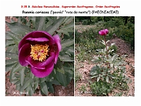 AtlasFlora 3 113 Paeonia coriaceae