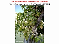 AtlasFlora 3 114 1 Vitis vinifera