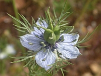 Inicio Flora 3 Nigella damascena Flor Detalle RNM115 copia