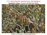 AtlasFlora 4 002 Zygophyllum fabago