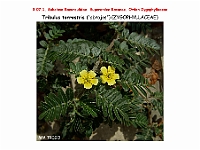 AtlasFlora 4 003 Tribulus terrestris