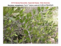 AtlasFlora 4 004 Maytenus senegalensis
