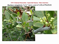 AtlasFlora 4 005 Maytenus senegalensis