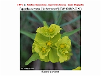 AtlasFlora 4 011 Euphorbia serrata