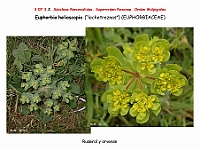 AtlasFlora 4 012 Euphorbia helioscopia
