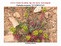 AtlasFlora 4 013 Euphorbia nicaeensis