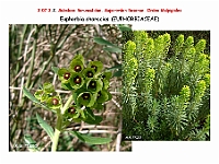 AtlasFlora 4 015 Euphorbia characias