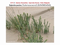 AtlasFlora 4 016 Euphorbia paralias