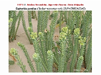 AtlasFlora 4 017 Euphorbia paralias