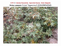 AtlasFlora 4 018 Ricinus communis