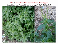 AtlasFlora 4 020 Mercurialis annua