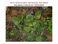 AtlasFlora 4 028 Viola odorata
