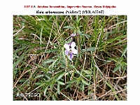 AtlasFlora 4 029 Viola arborescens