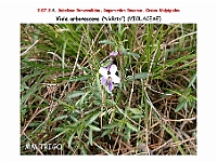 AtlasFlora 4 029 Viola arborescens