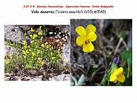 AtlasFlora 4 030 Viola demetria