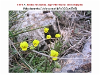 AtlasFlora 4 031 Viola demetria