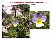 AtlasFlora 4 032-1 Viola kitaibeliana