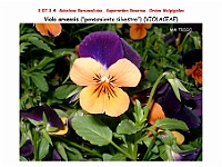 AtlasFlora 4 032 Viola arvensis