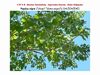 AtlasFlora 4 035 Populus nigra