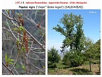 AtlasFlora 4 036 Populus nigra