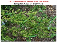 AtlasFlora 4 037 Salix pedicellata