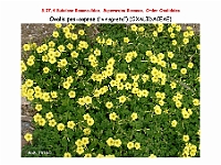 AtlasFlora 4 041 Oxalis pes-caprae