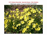 AtlasFlora 4 042 Oxalis pes-caprae