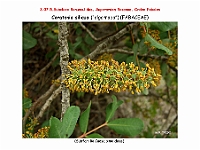 AtlasFlora 4 046 Ceratonia siliqua