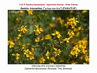 AtlasFlora 4 057-2 Genista triacanthos