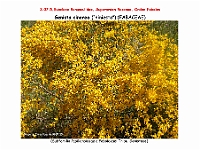 AtlasFlora 4 057 Genista cinerea