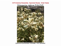 AtlasFlora 4 061-1 Echinospartum algibicum