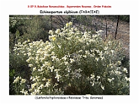 AtlasFlora 4 061 Echinospartum algibicum