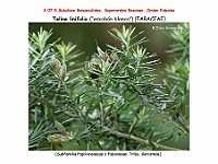 AtlasFlora 4 062-1 Teline linifolia