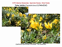 AtlasFlora 4 062 Teline linifolia