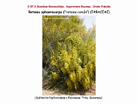 AtlasFlora 4 063 Retama sphaerocarpa