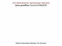 AtlasFlora 4 068 Cytisus grandiflorus