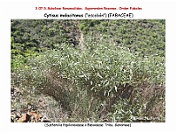 AtlasFlora 4 070 Cytisus malacitanus