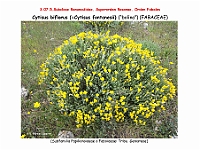 AtlasFlora 4 071 Cytisus biflorus