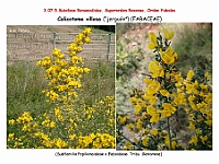 AtlasFlora 4 072 Calicotome villosa
