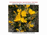 AtlasFlora 4 073 Calicotome villosa