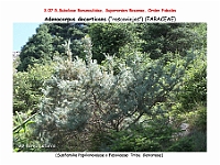 AtlasFlora 4 074 Adenocarpus decorticans
