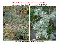 AtlasFlora 4 075 Adenocarpus decorticans