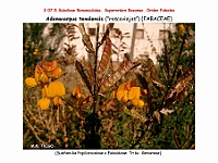 AtlasFlora 4 077 Adenocarpus telonensis