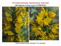 AtlasFlora 4 083 Ulex baeticus