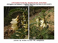 AtlasFlora 4 087 Astragalus lusitanicus