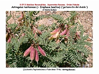 AtlasFlora 4 088 Astragalus lusitanicus