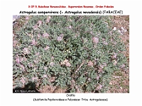 AtlasFlora 4 089 Astragalus sempervirens