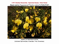 AtlasFlora 4 105 Ononis natrix